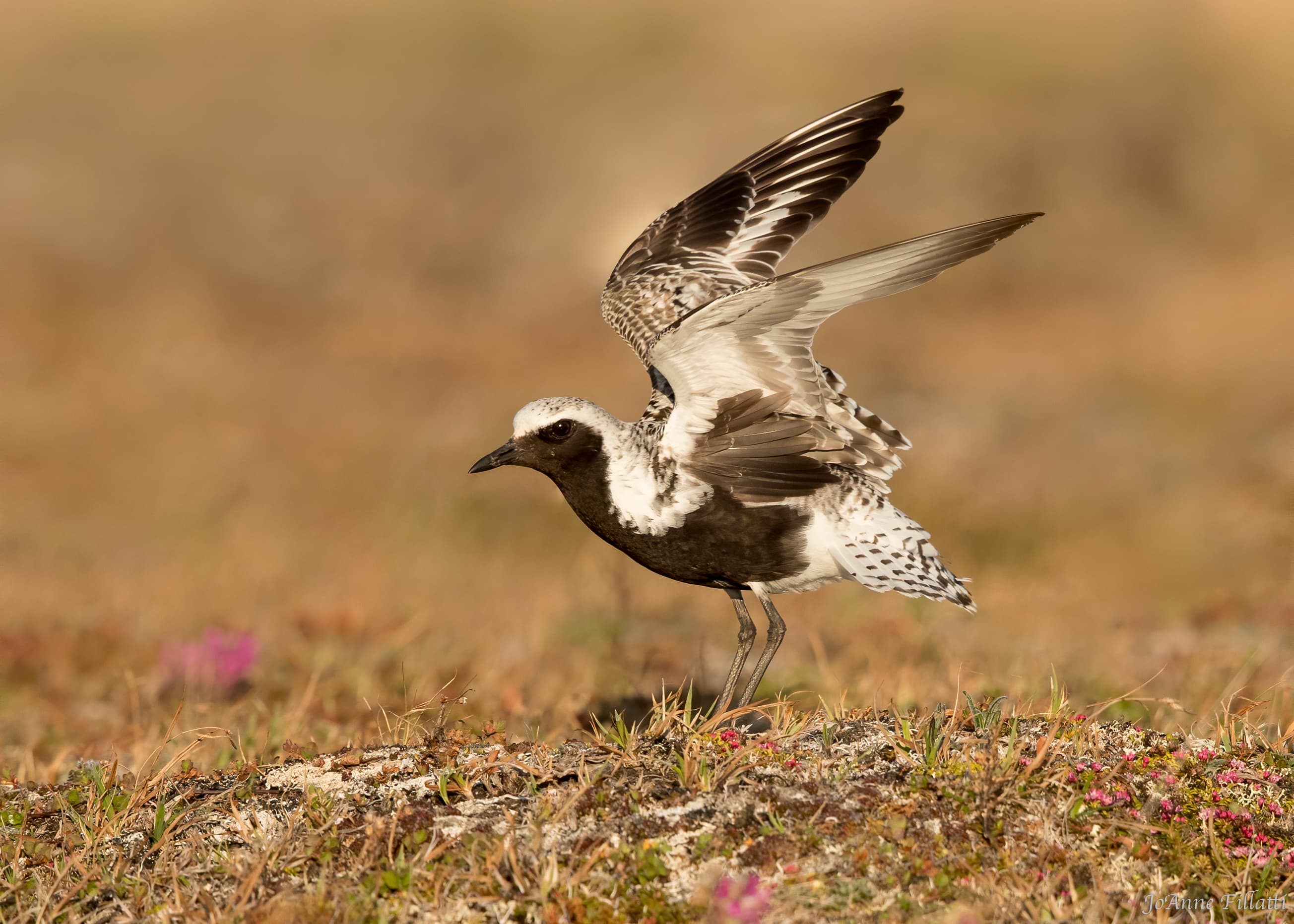 bird of alaska image 3